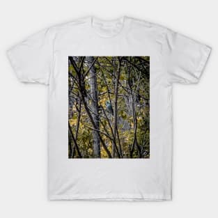 A November Bluejay T-Shirt